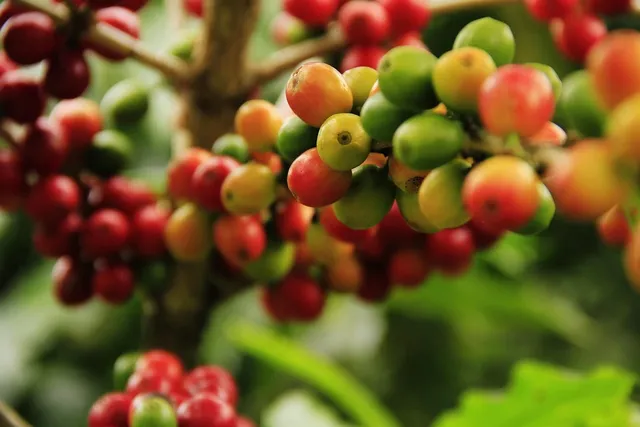 Tchibo Family ground coffee 500g