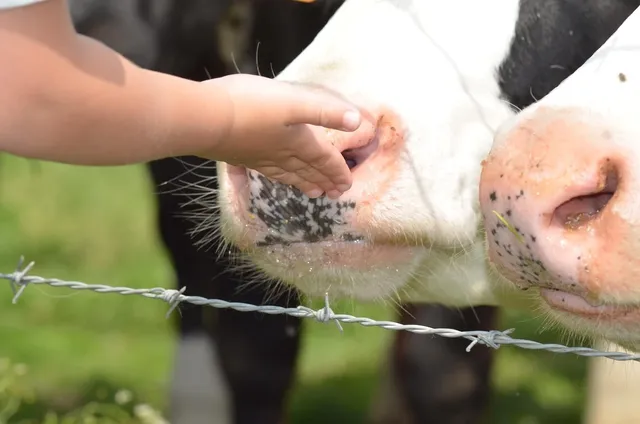 Cow & Gate Stage 3 Growing Up Milk 1-2 years 900g