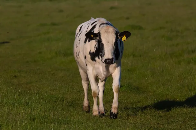 Aptamil Pronutra Stage 4 Growing Up Milk 2-3 Years 800g