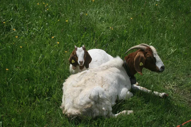 Cow & Gate Comfort from Birth to 1 Year 900g