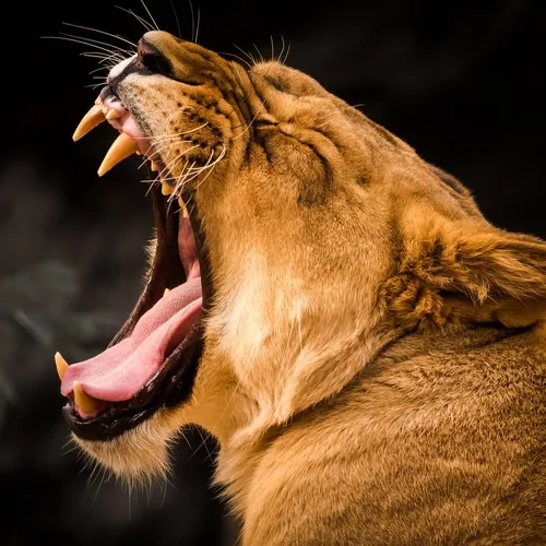 Lion Standard 2pack 60g