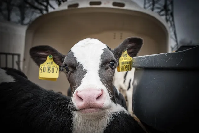 Cow & Gate Infant Milk for Hungrier Babies from birth 900g