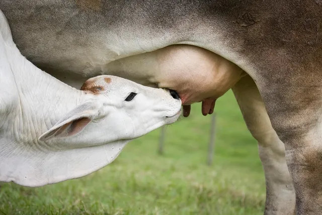 Aptamil First Infant Milk from Birth Stage 1 900g