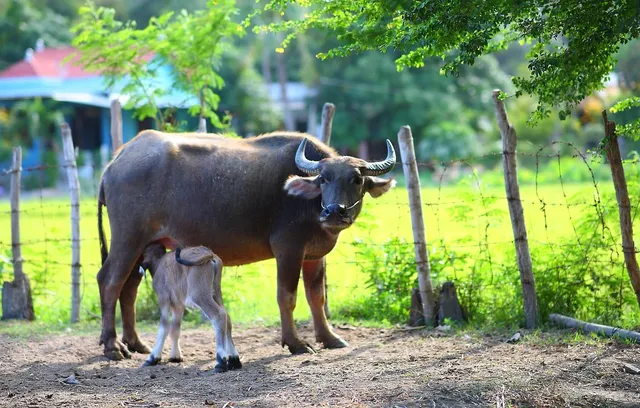 Cow & Gate Stage 4 Growing Up Milk 2-3 years 800g