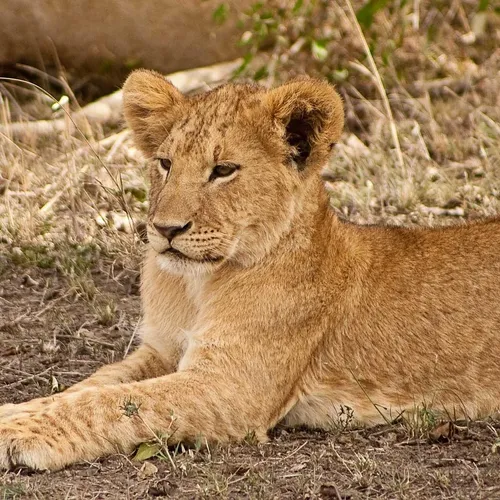 Lion Standard 42g